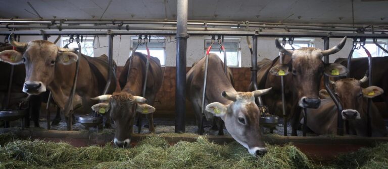 anbindehaltung-rinder-100